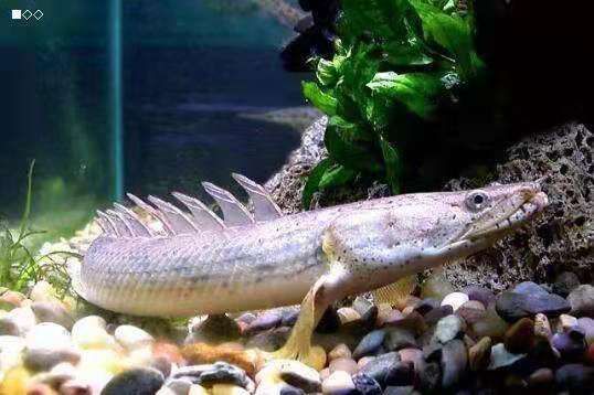 龍魚哪里的好養又便宜：新埠島碼頭龍魚價格對比金龍魚養殖入門知識分享