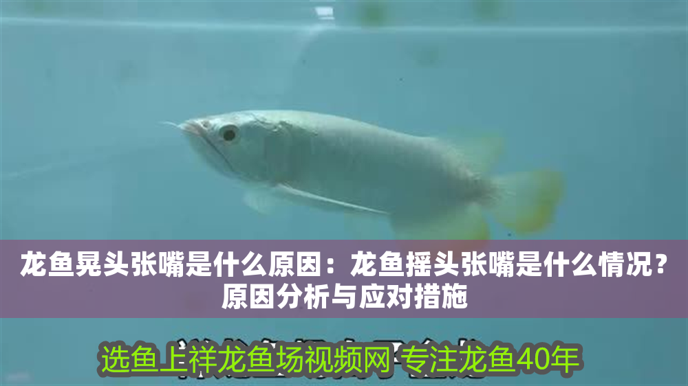 龍魚晃頭張嘴是什么原因：龍魚搖頭張嘴是什么情況？原因分析與應對措施
