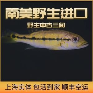 龍魚進口流程視頻大全圖片：全面的龍魚進口流程視頻指南
