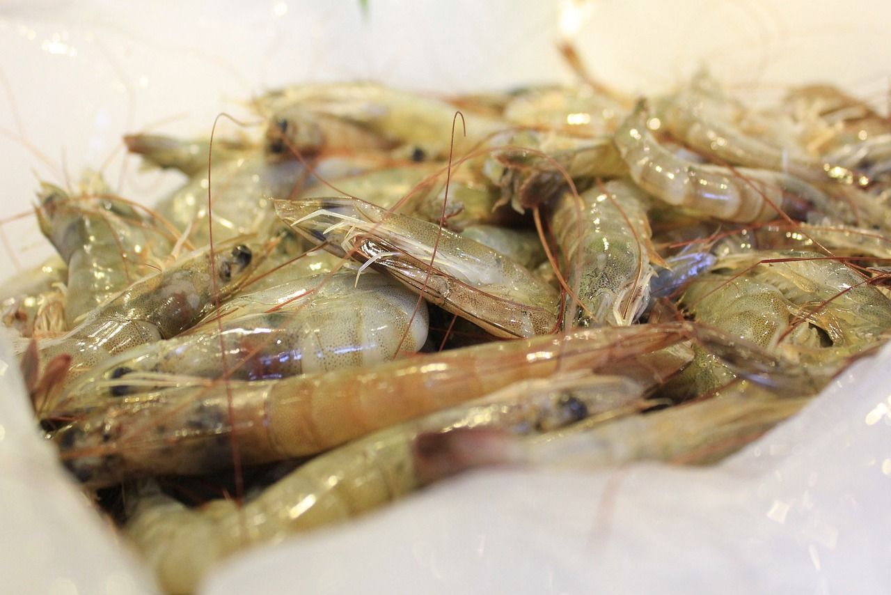 怎樣養好龍魚視頻教程（新手養龍魚教學視頻）