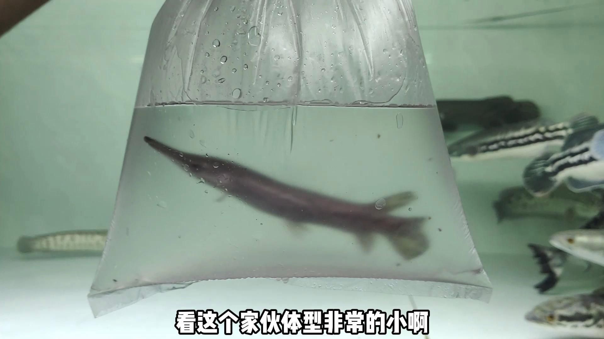 迷你猛魚