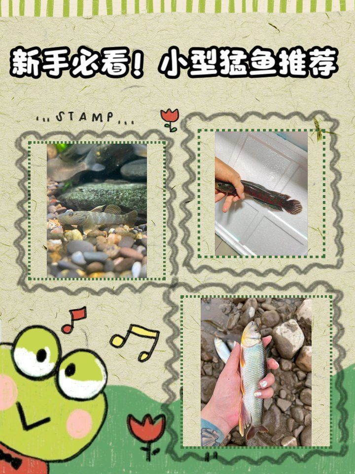 迷你猛魚