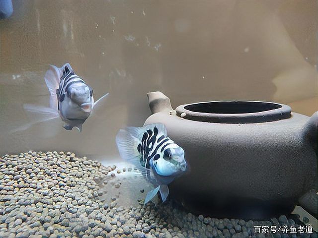 迷你猛魚