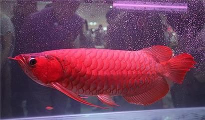 什么龍魚性價比高又好養：什么龍魚性價比高又好養，