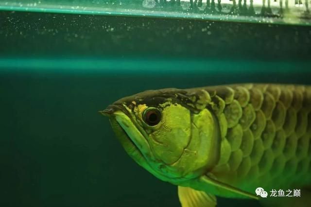 龍魚一天開燈需要多少個小時：養(yǎng)龍魚一天開燈需要多少個小時