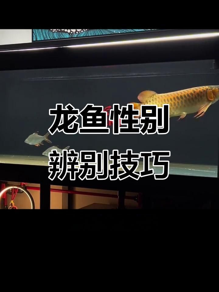 如何區分幼年龍魚的雌雄？
