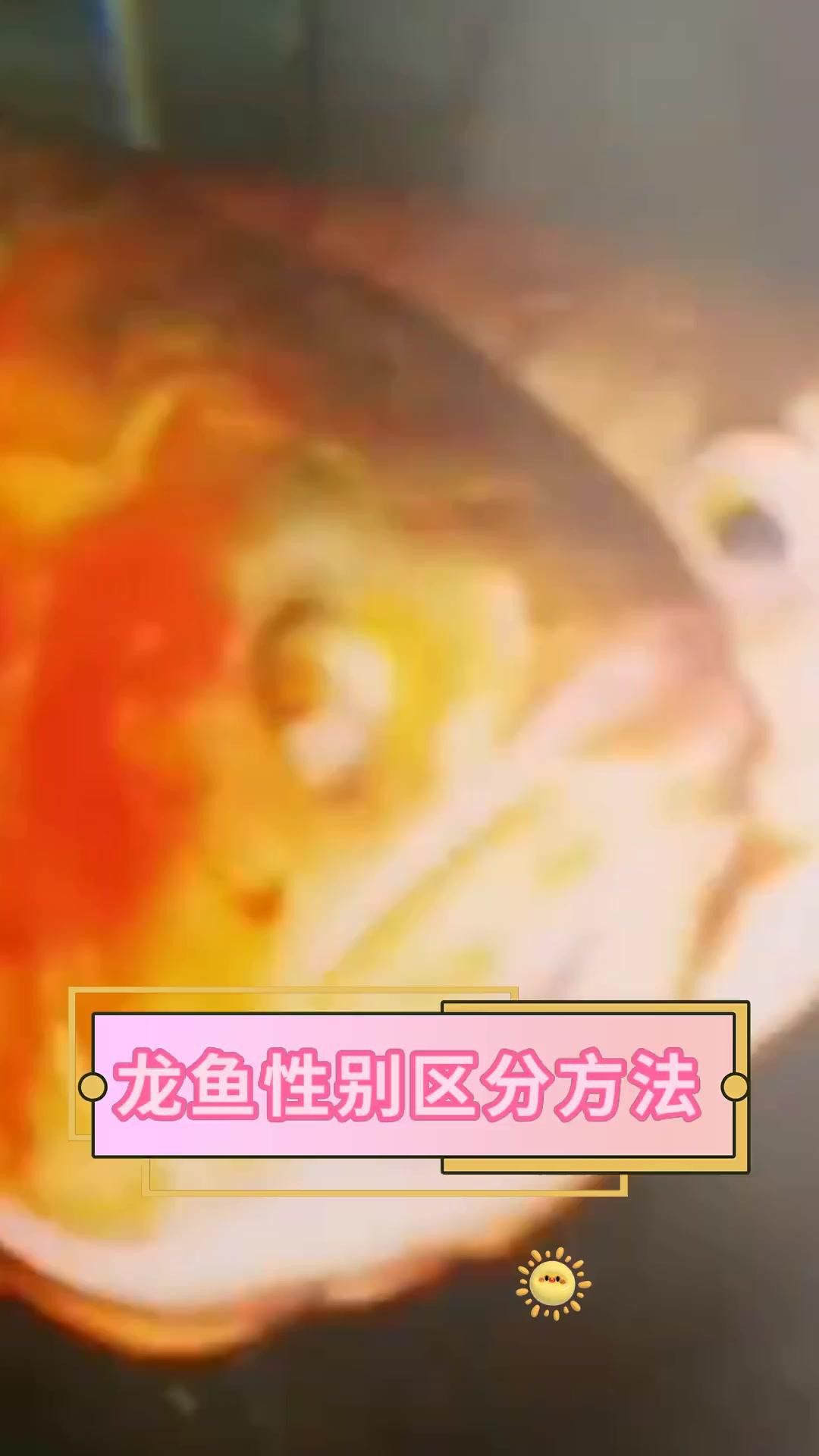 如何區分幼年龍魚的雌雄？