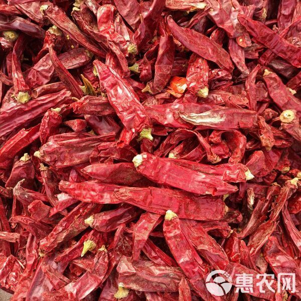 紅龍23辣椒的市場價格如何？