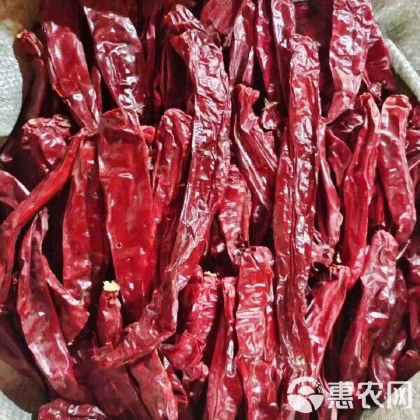 紅龍23辣椒的市場價格如何？