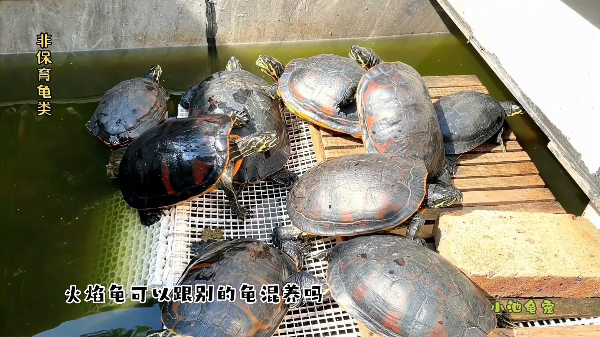 火焰龜可以和龍魚一起養嗎