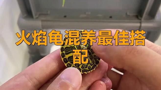 火焰龜可以和龍魚一起養嗎