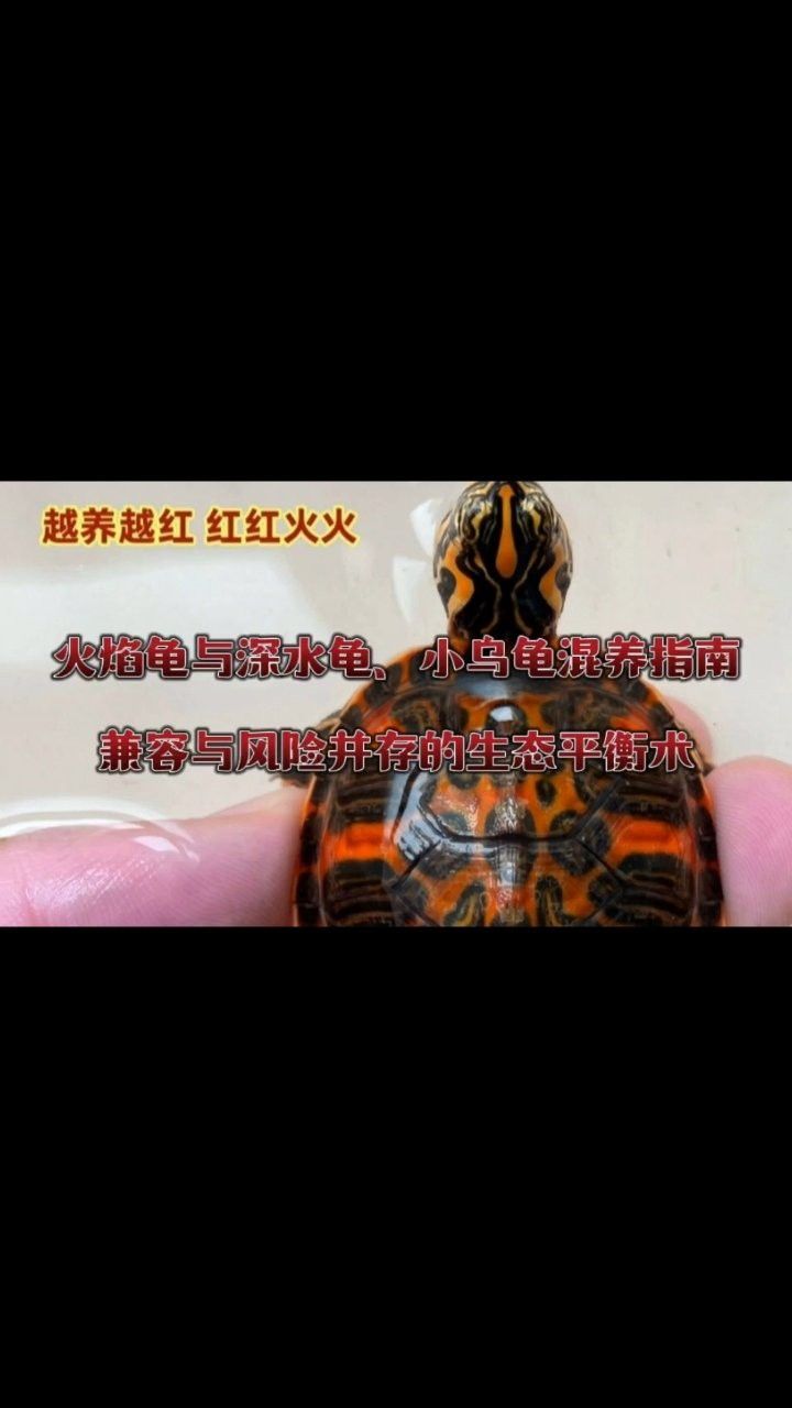 火焰龜可以和龍魚一起養嗎