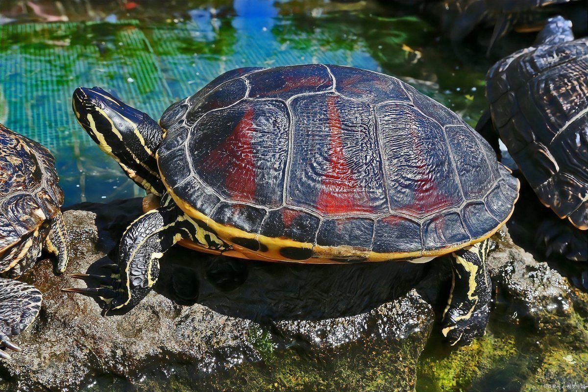 火焰龜可以和龍魚一起養嗎