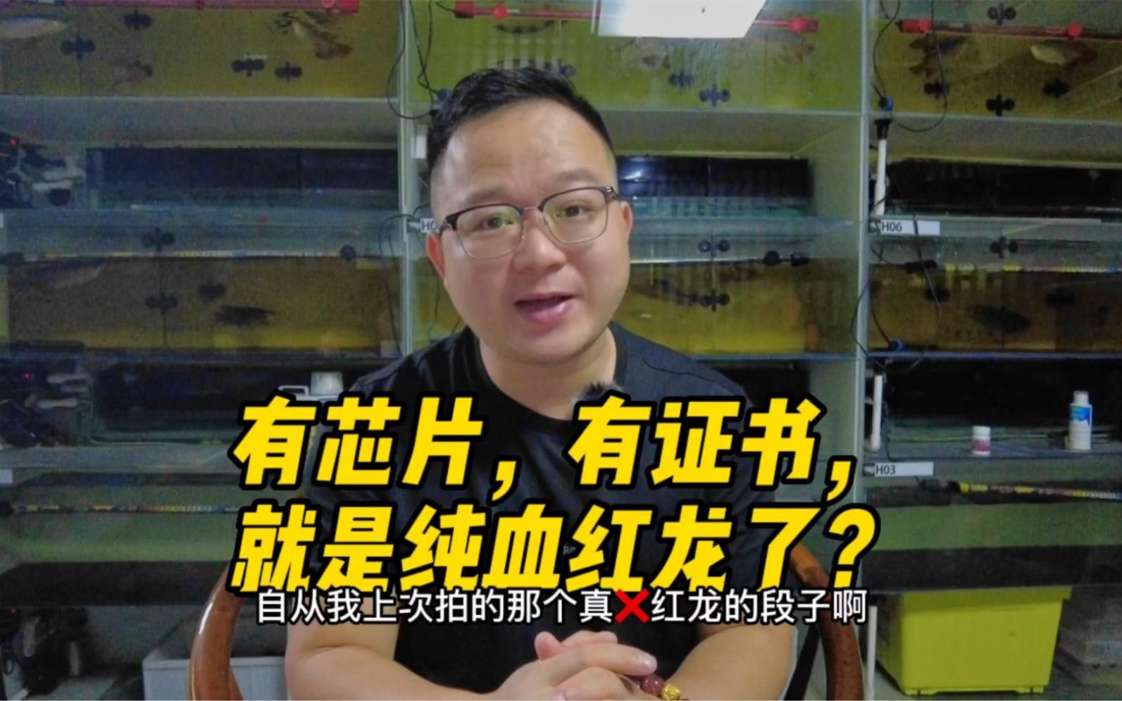 如何區(qū)分紅龍魚的純種與雜交？