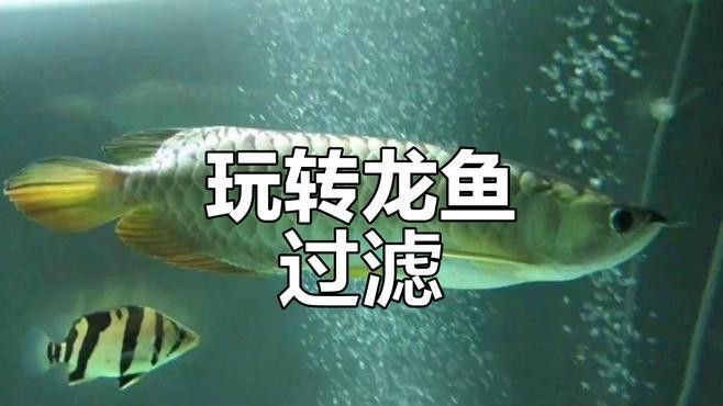 如何選擇適合古典金龍的魚(yú)缸品牌？