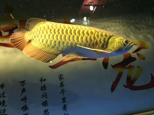 金龍魚詩詞怎么形容：金龍魚的詩詞怎么形容