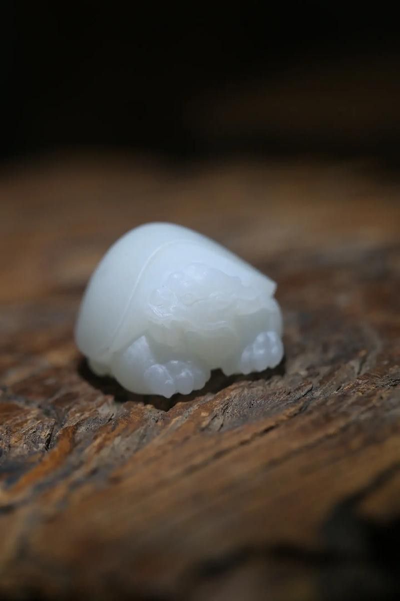 給我推薦一些性價比高的龍龜圖片