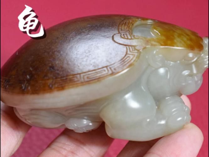 給我推薦一些性價比高的龍龜圖片