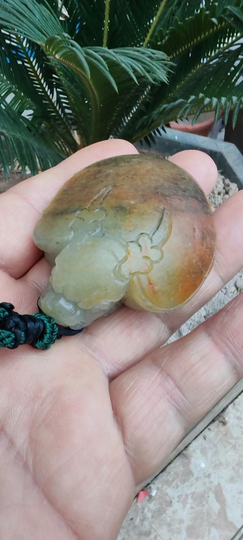 給我推薦一些性價比高的龍龜圖片