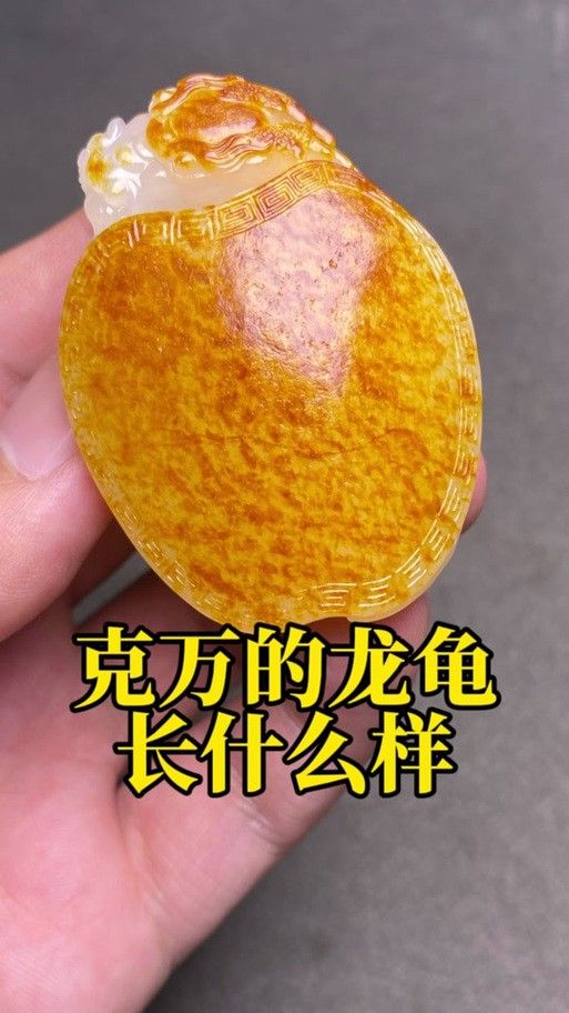 給我推薦一些性價比高的龍龜圖片