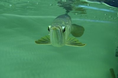 白玉紅龍魚是什么品種的魚：白玉紅龍魚的市場價格