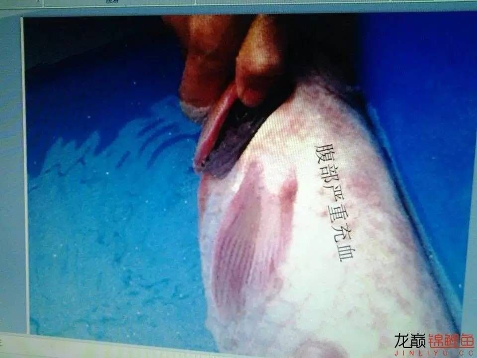 龍魚鱗底充血：關(guān)于龍魚鱗底充血的一些詳細(xì)信息