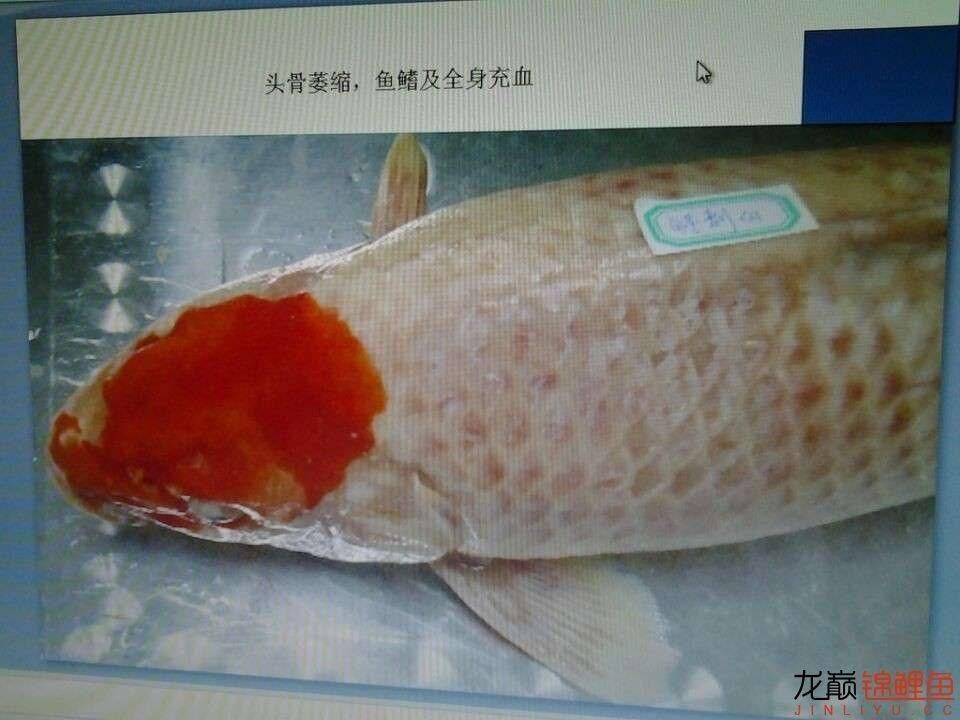 龍魚鱗底充血：關(guān)于龍魚鱗底充血的一些詳細(xì)信息