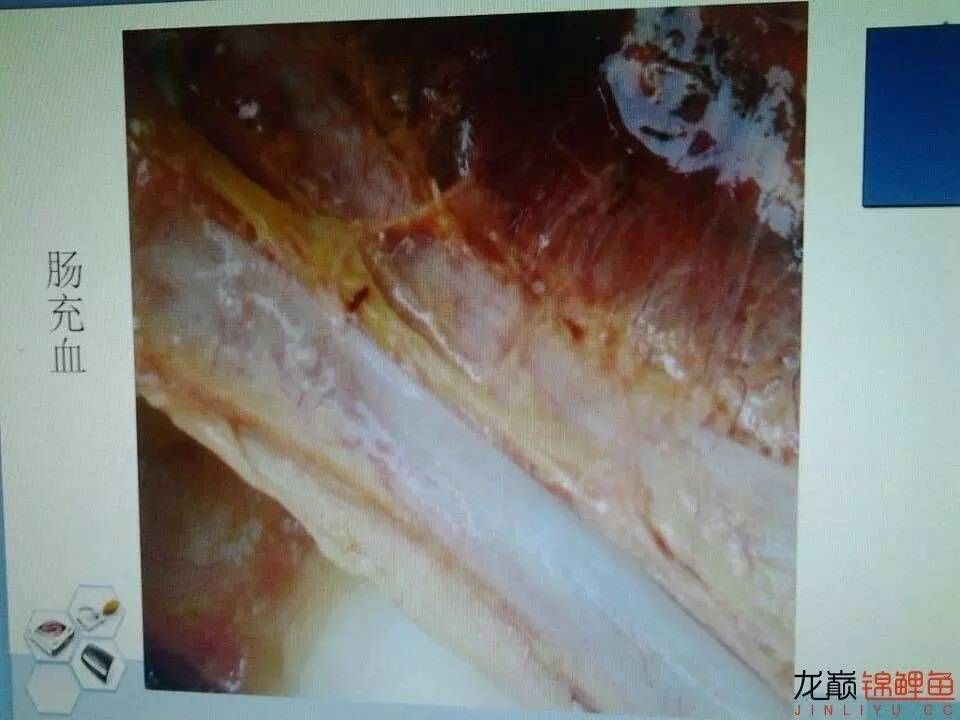 龍魚鱗底充血：關于龍魚鱗底充血的一些詳細信息