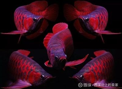 一夜龍魚舞：\"一夜龍魚舞\"含義的解釋