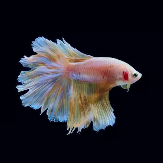 金龍魚爬背特征圖解視頻