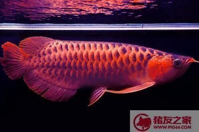 紅龍魚喂什么魚長得快，