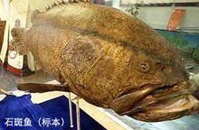 巨石斑魚叫龍魚嗎