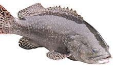 巨石斑魚叫龍魚嗎