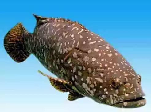 巨石斑魚叫龍魚嗎
