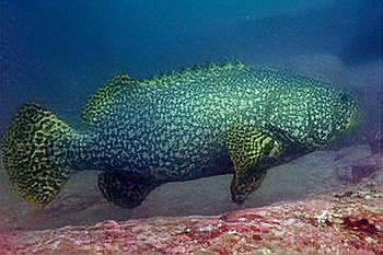 巨石斑魚叫龍魚嗎