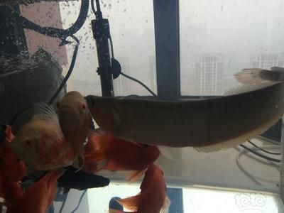 大龍魚到家不開口怎么回事兒（龍魚不開口怎么辦） 大龍魚到家不開口怎么回事兒（龍魚不開口怎么辦） 龍魚百科 第3張