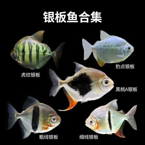 龍魚和粗線魚混養好嗎圖片大全