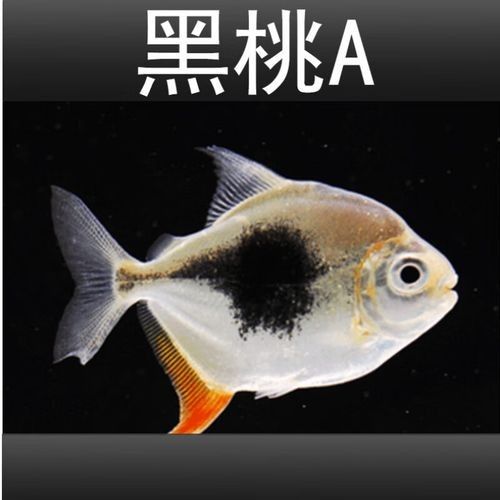 龍魚和粗線魚混養好嗎圖片大全
