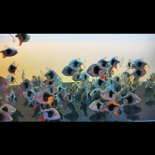 龍魚和粗線魚混養好嗎圖片大全