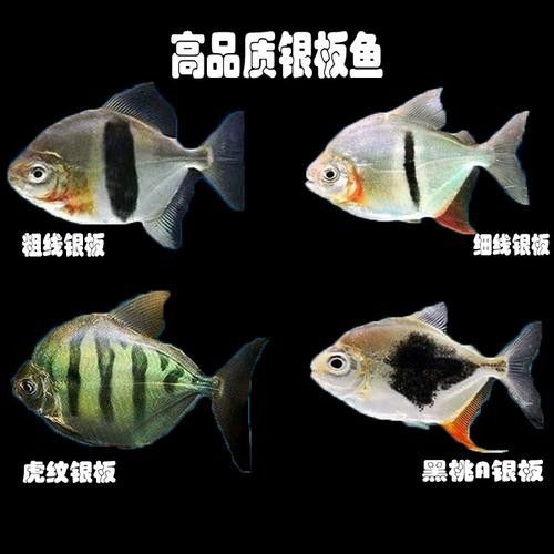 龍魚和粗線魚混養好嗎圖片大全