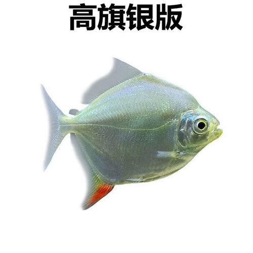 龍魚和粗線魚混養好嗎圖片大全