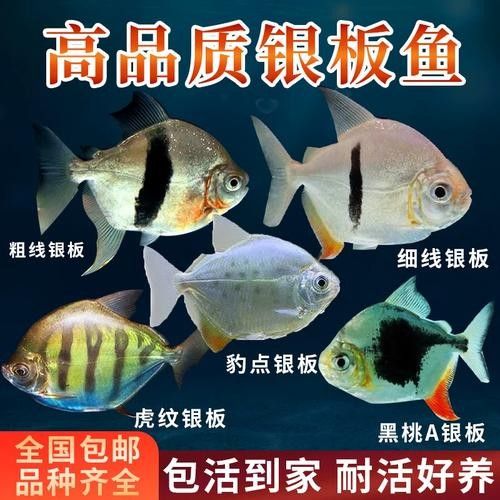龍魚和粗線魚混養好嗎圖片大全