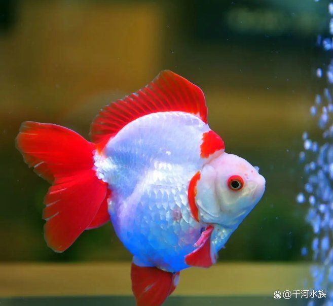 金魚喜歡開燈還是關燈