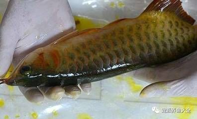 龍魚身上有粘液：關于龍魚身上的粘液的詳細信息