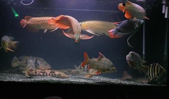 馬拉莫寶石魚飼養經驗