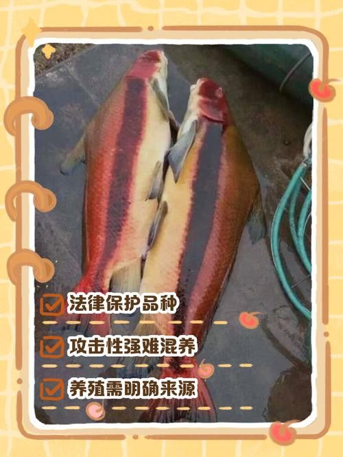 馬拉莫寶石魚飼養經驗