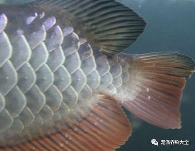 龍魚白點病不吃食：龍魚魚鱗上出現白點怎么回事龍魚魚鱗上出現白點怎么回事