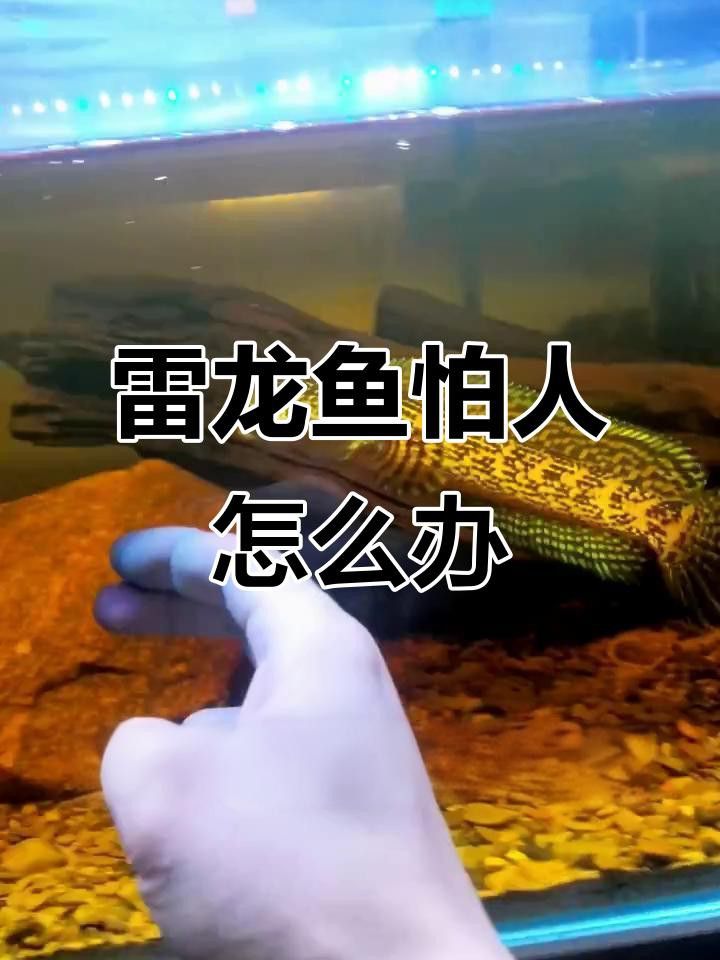 如何訓(xùn)練龍魚與主人互動？