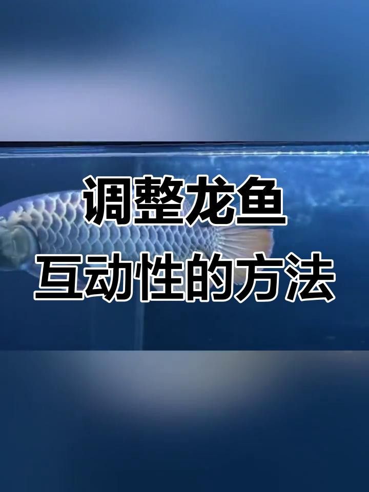 如何訓(xùn)練龍魚與主人互動？