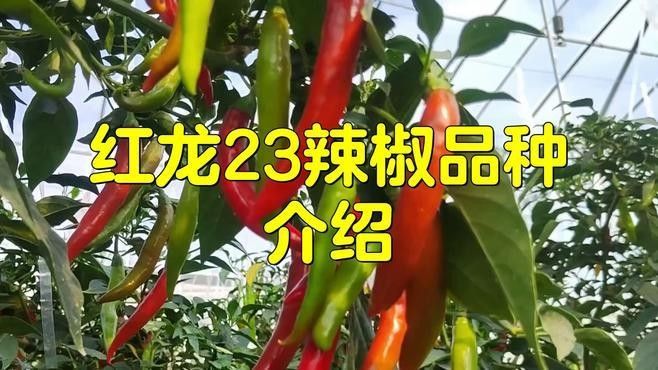 龍魚哪個品種最好最貴圖片大全圖解
